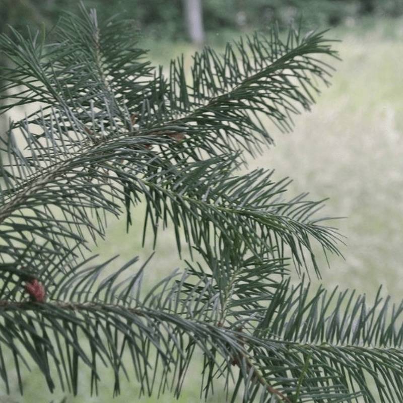 Douglas Vert (Pseudotsuga Menziesii) - Godet - Taille 20/40cm - Pépinières Naudet