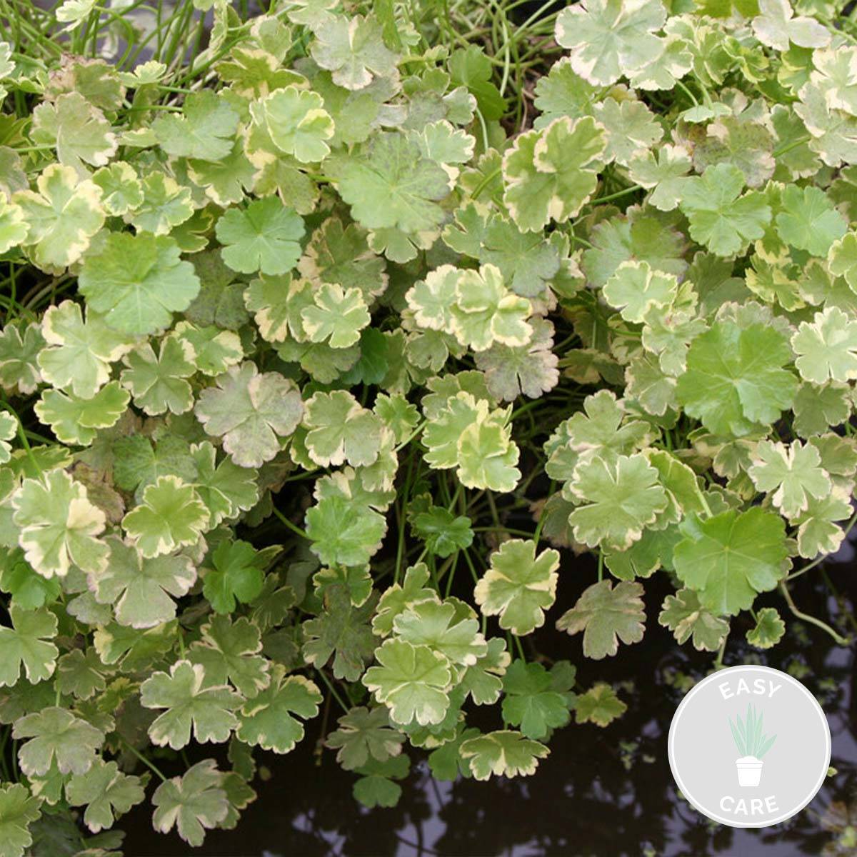 Hydrocotyle Variegata - Hydrocotyle panachée - Plantes de bassin - H. 10-20 cm - P. 11 cm - Image 2