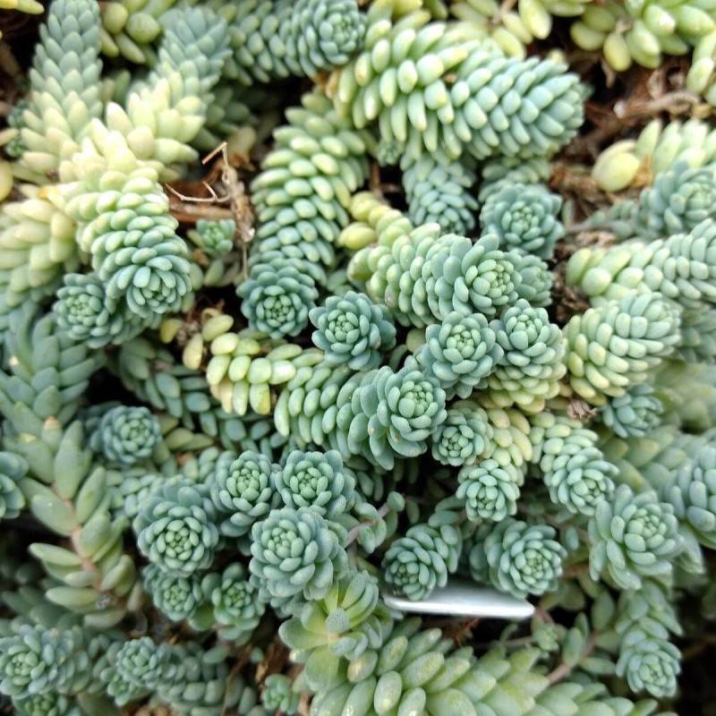 Orpin à feuilles épaisses Divergens, Sedum à fleurs Blanche/ - feuillage Persistant - Godet - 5/20 cm - Image 4