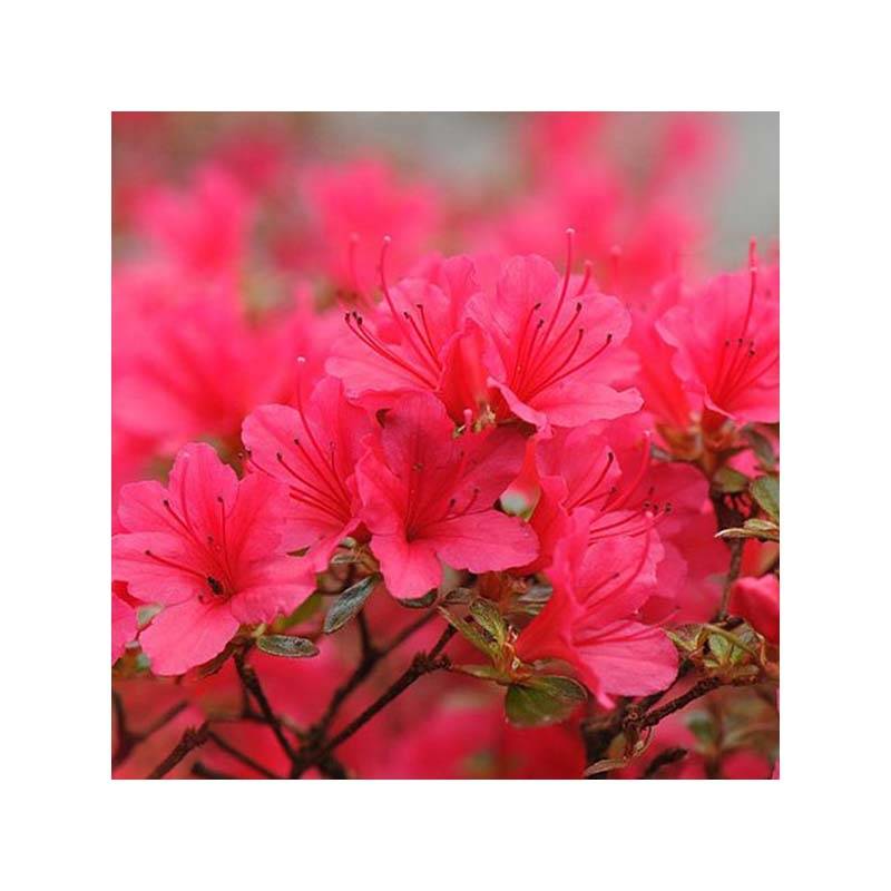 Promesse de Fleurs - Azalée japonaise - Azalea japonica Madame Galle Pot de 2L/3L