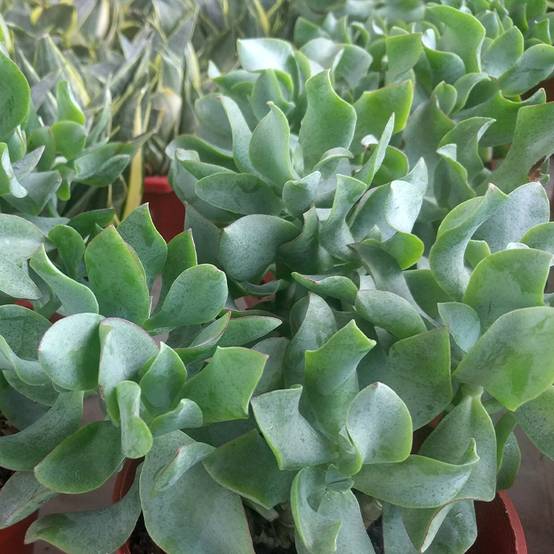 Crassula arborescens Curly Grey Mini-plante