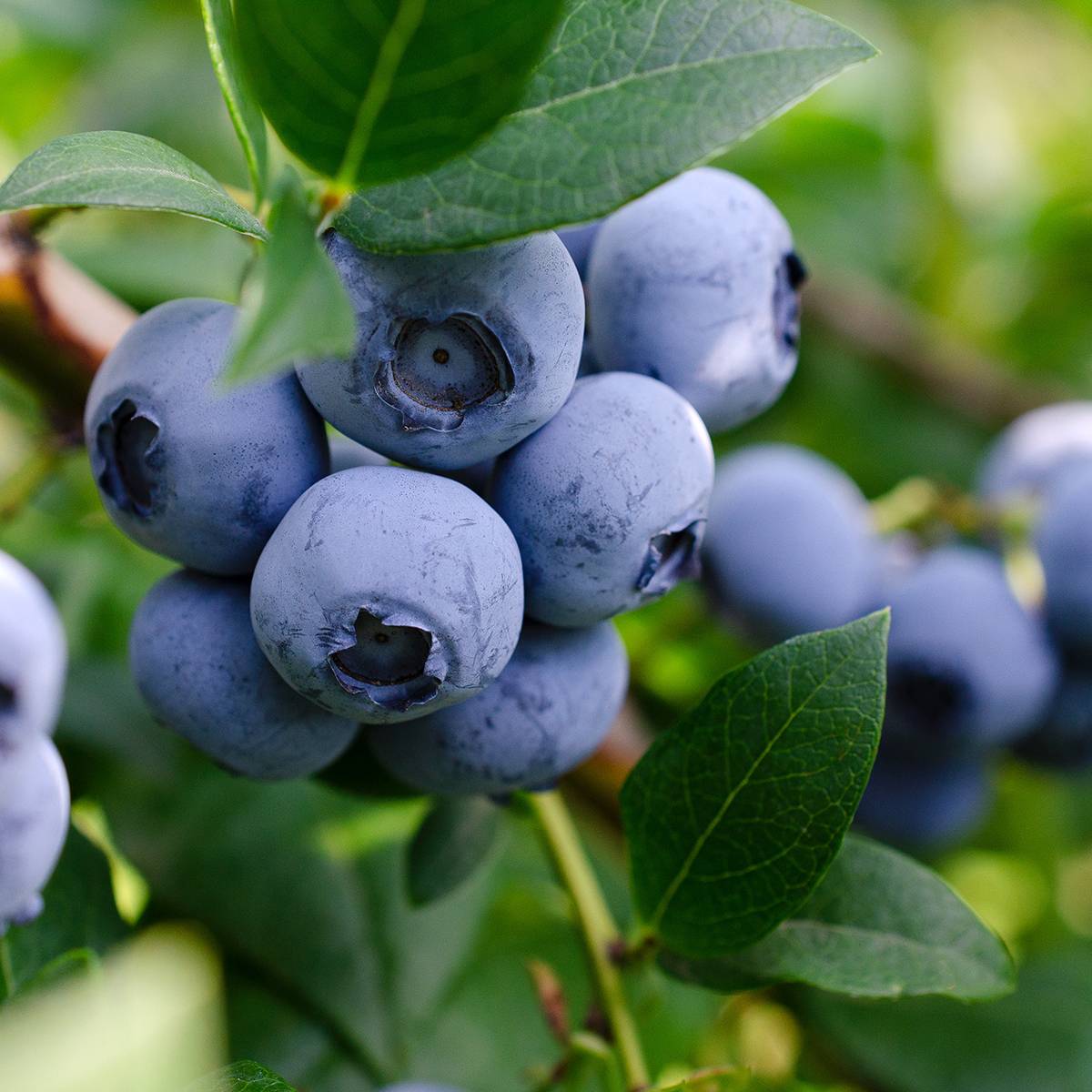 Myrtillier nain Lucky Berry - Vaccinium corymbosum Pot de 4L/5L, Touffe
