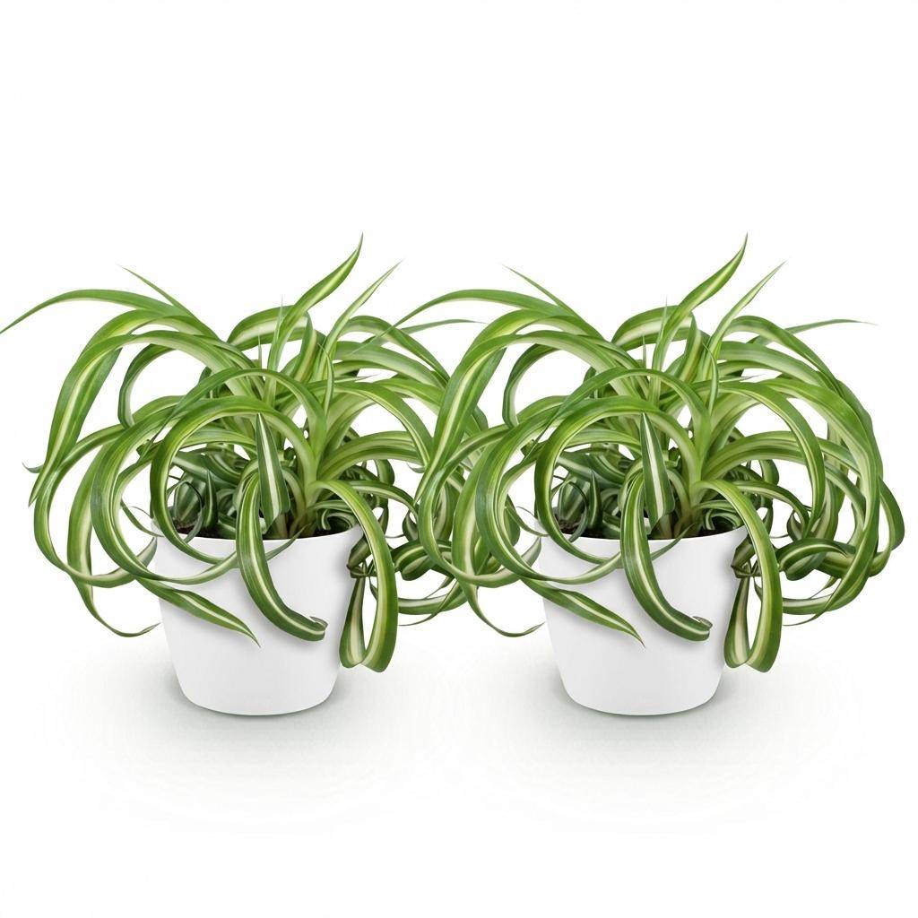 Chlorophytum comosum Bonnie - Pet-friendly - Pot de 12cm - Hauteur 20cm - 2 plantes - Blanc - Plantes d'intérieur - Image 2