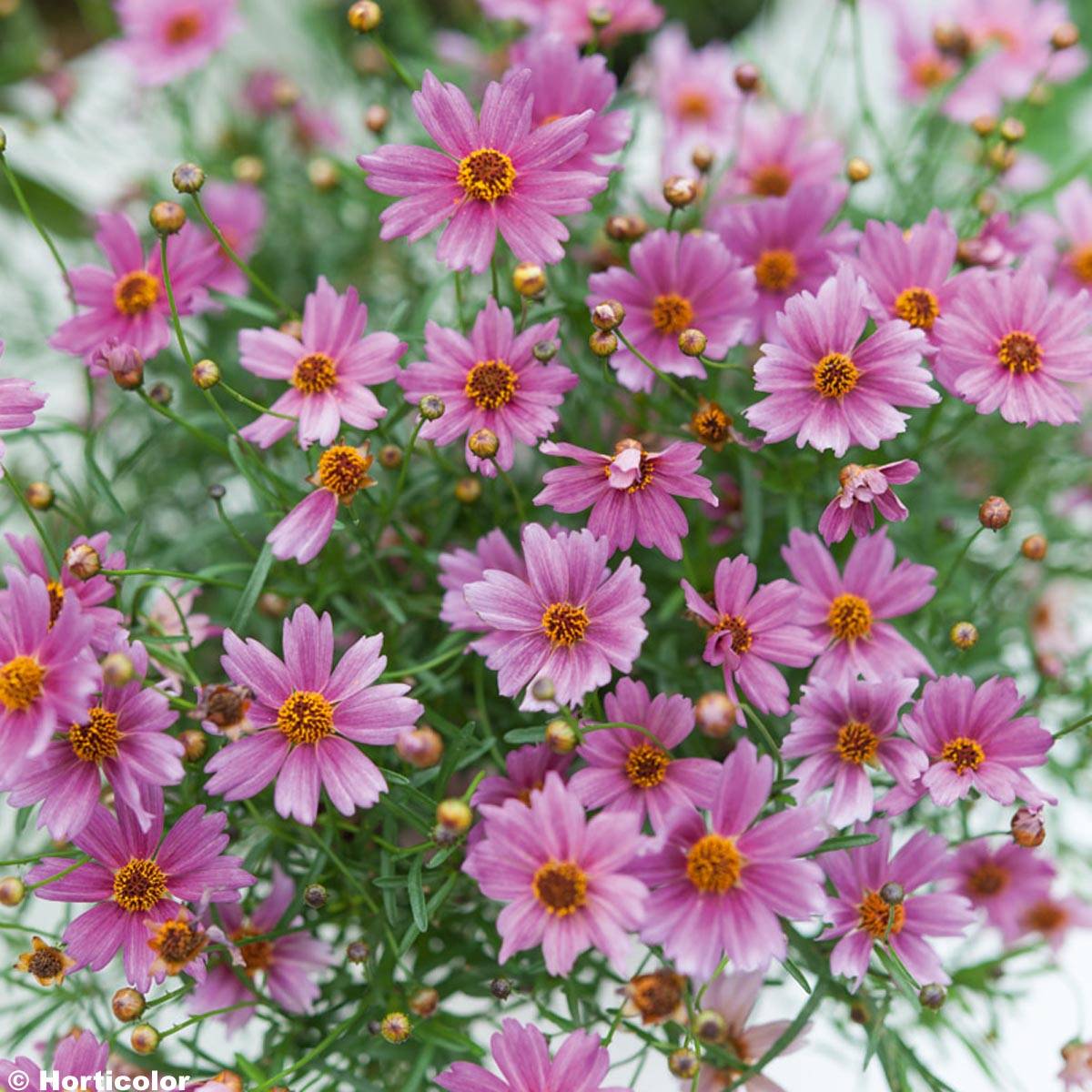 Coreopsis Limerock Passion - Coreopsis hybride Godet de 8/9 cm