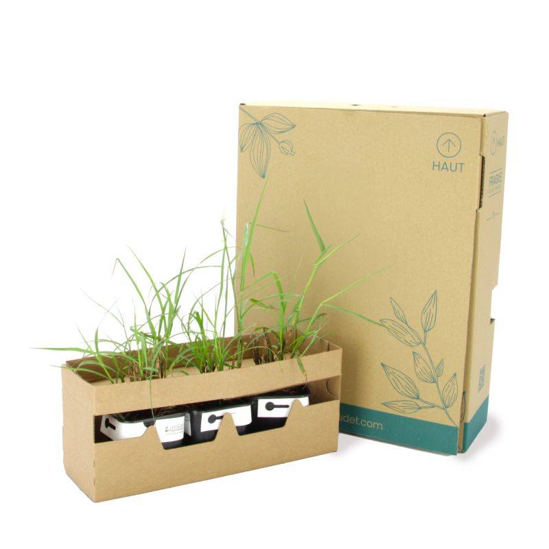 3 Herbes Aux Écouvillons Orientales (Pennisetum Orientalis) - Lot de 3 graminées - Pépinières Naudet - Image 5