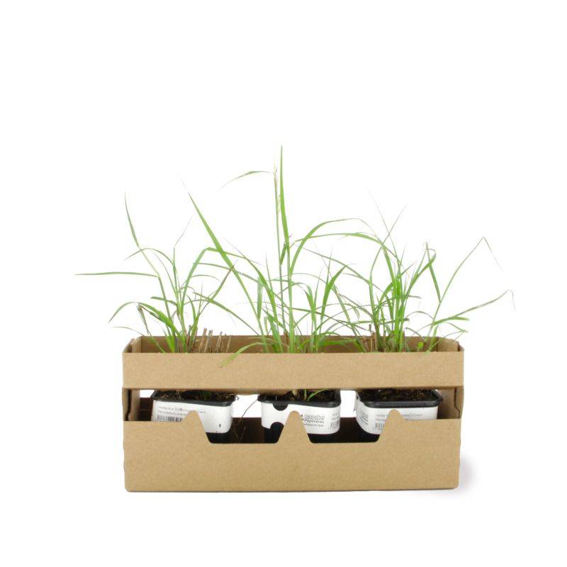 3 Herbes Aux Écouvillons Orientales (Pennisetum Orientalis) - Lot de 3 graminées - Pépinières Naudet - Image 4