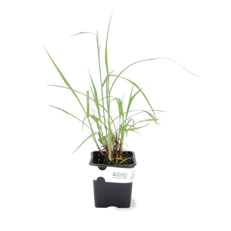3 Herbes Aux Écouvillons Orientales (Pennisetum Orientalis) - Lot de 3 graminées - Pépinières Naudet - Image 2