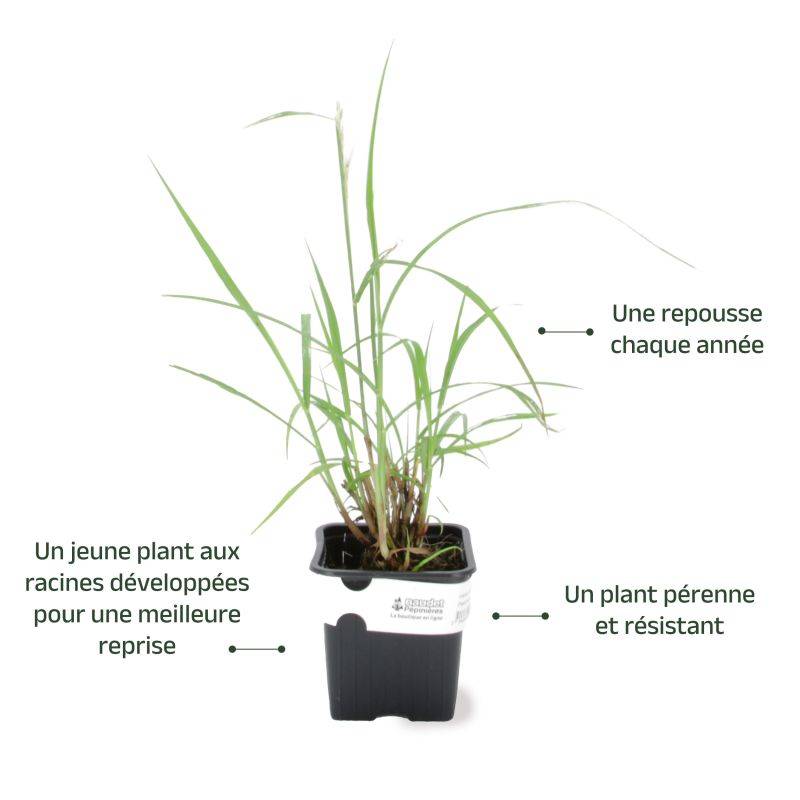 3 Herbes Aux Écouvillons Orientales (Pennisetum Orientalis) - Lot de 3 graminées - Pépinières Naudet - Image 3