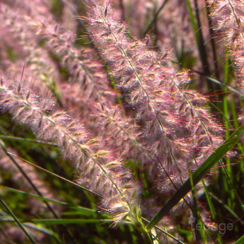 3 Herbes Aux Écouvillons Orientales (Pennisetum Orientalis) - Lot de 3 graminées - Pépinières Naudet - Image 1
