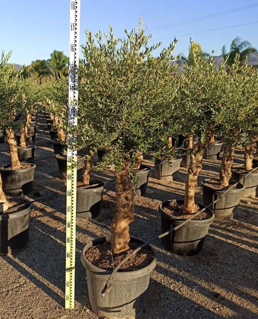 Sans Marque - Olea europaea (Oliviers) gros sujets Couleur floraison:Blanc - Taille:Périmètre de tronc 30/40cm - 170/220cm - Image 8