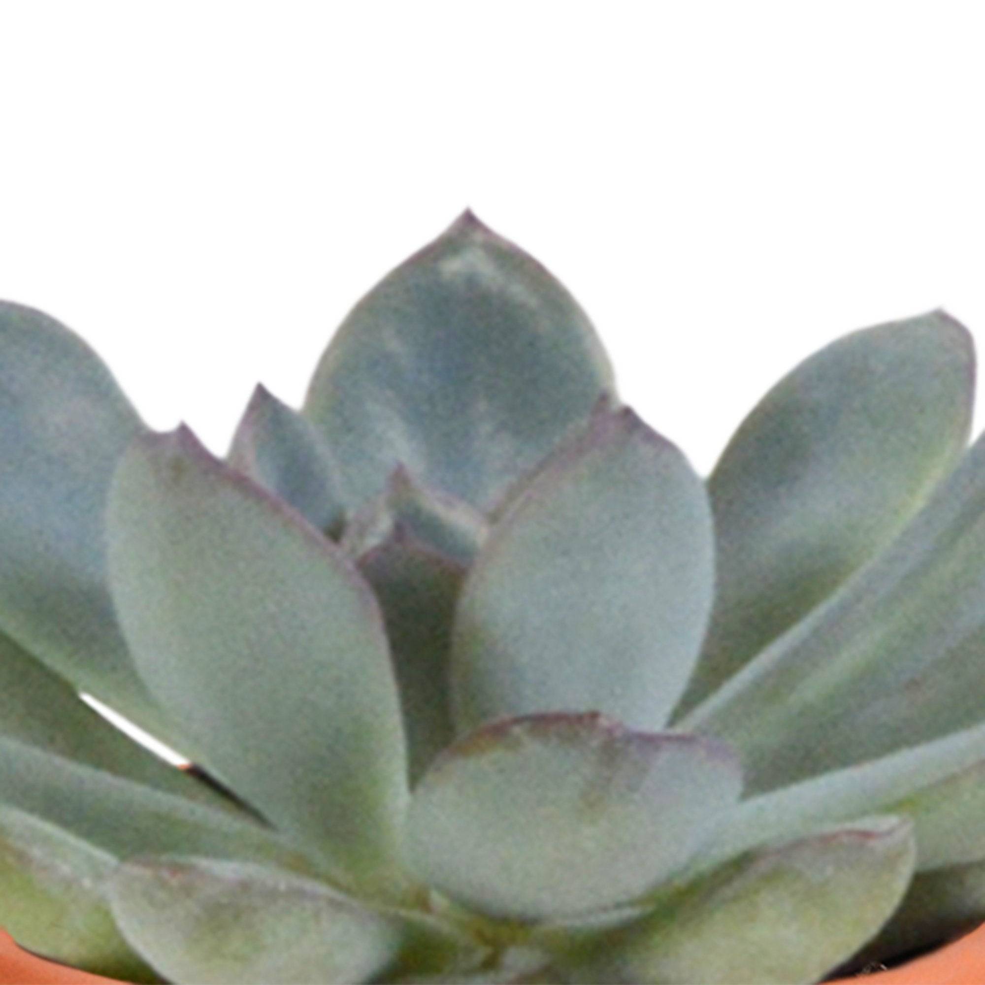 La Green Touch - Mix de 15 cactus et leurs caches-pots colorés h13cm- La Green Touch - Image 6