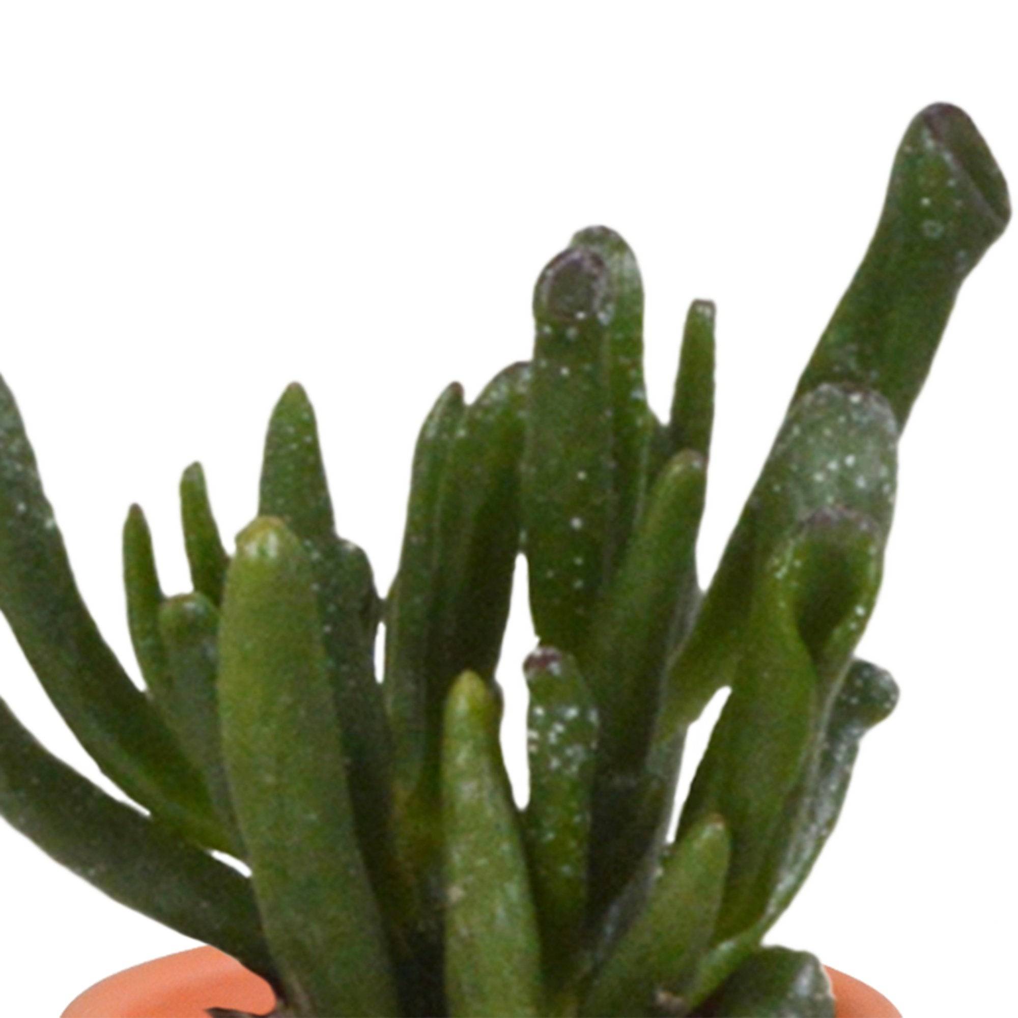 La Green Touch - Mix de 15 cactus et leurs caches-pots colorés h13cm- La Green Touch - Image 7