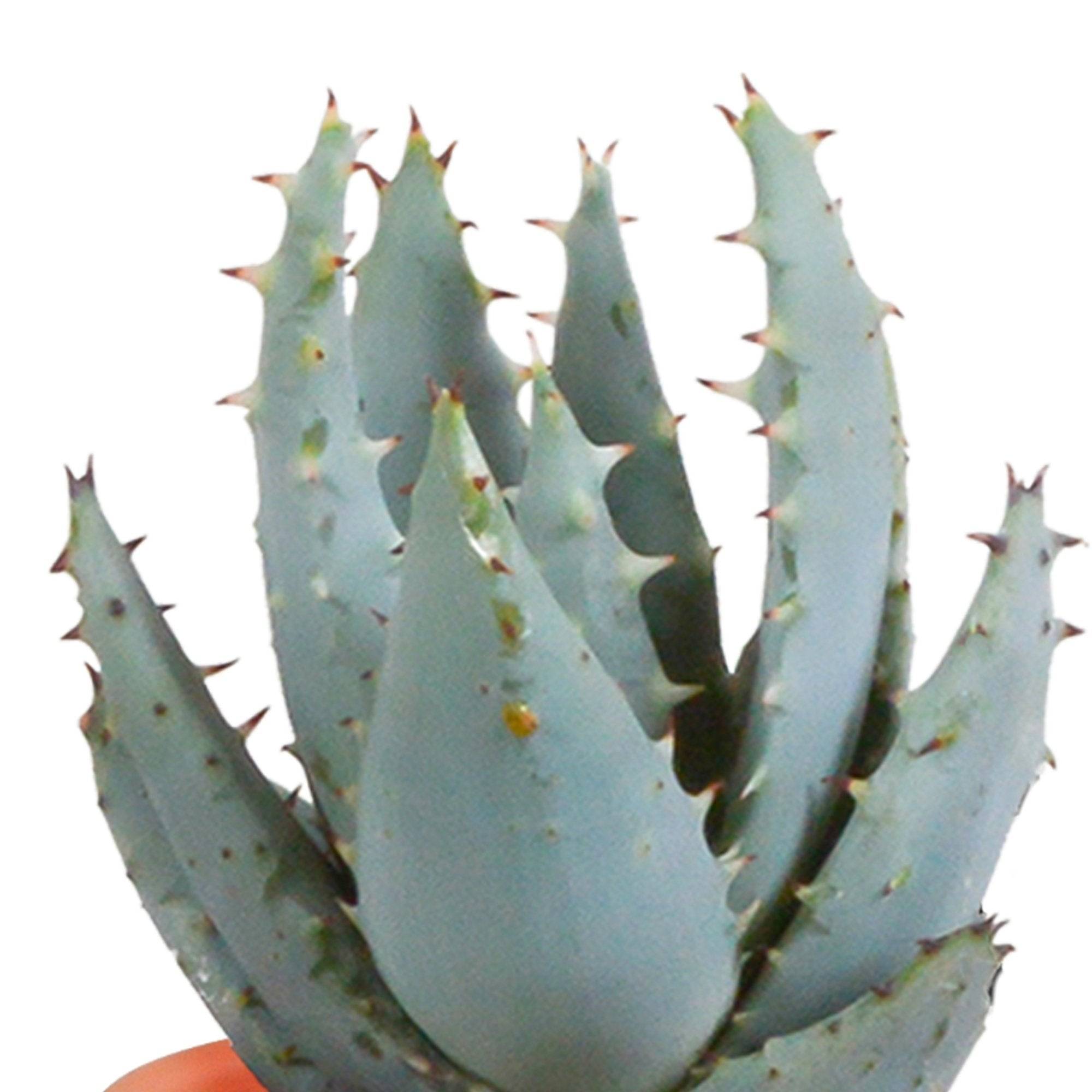 La Green Touch - Mix de 15 cactus et leurs caches-pots colorés h13cm- La Green Touch - Image 3