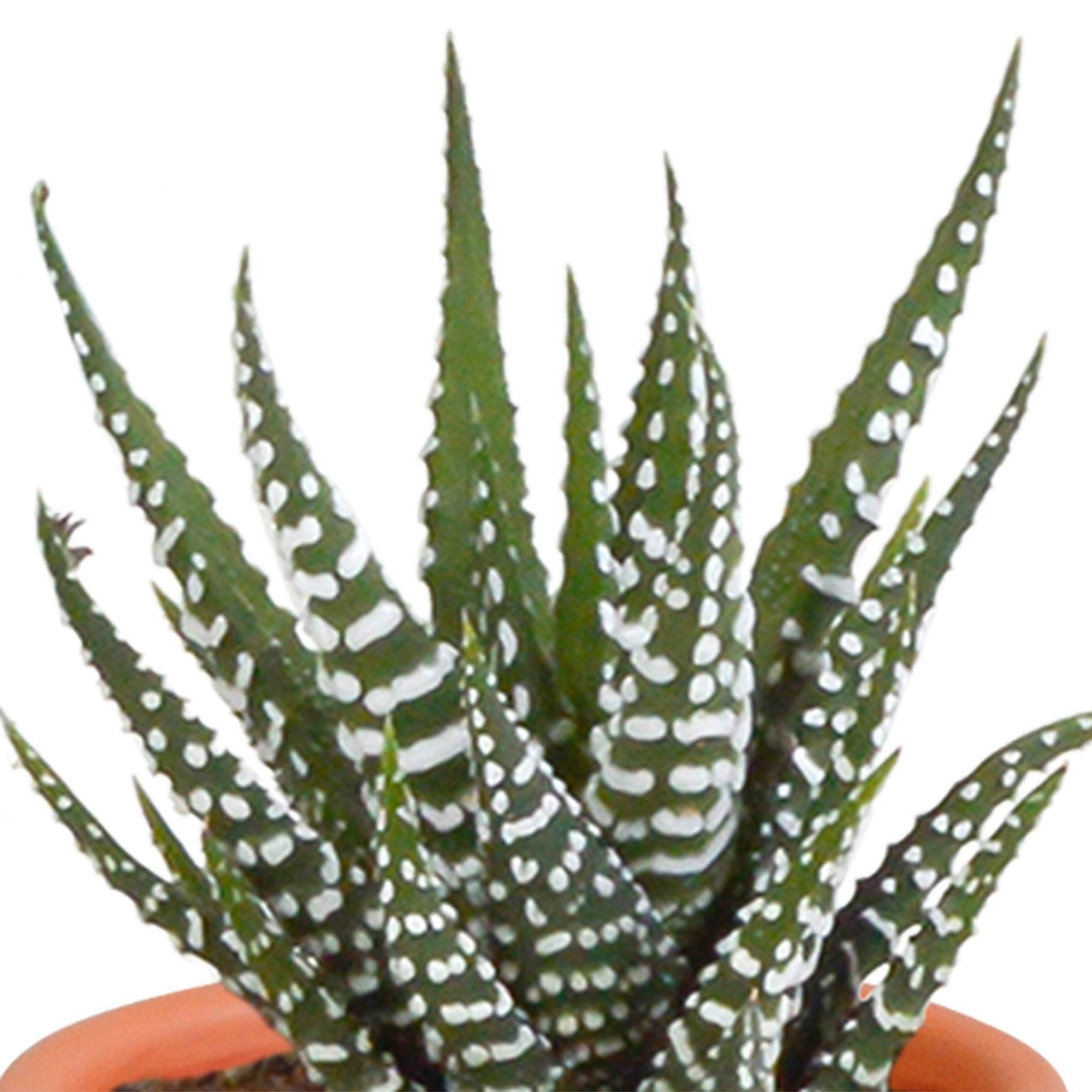 La Green Touch - Mix de 15 cactus et leurs caches-pots colorés h13cm- La Green Touch - Image 10