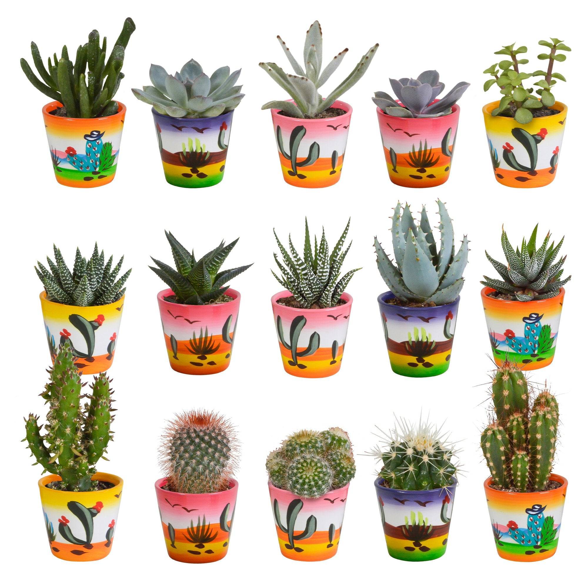 La Green Touch - Mix de 15 cactus et leurs caches-pots colorés h13cm- La Green Touch - Image 2