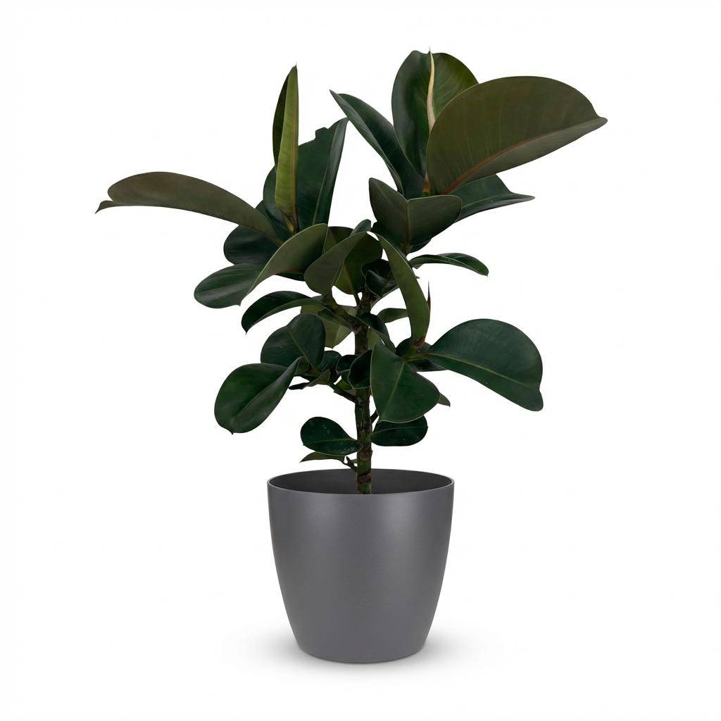 Caoutchouc - Ficus Elastica Cloe - Pot de 19cm - Hauteur 65cm - Gris - Plantes d'intérieur - Image 1