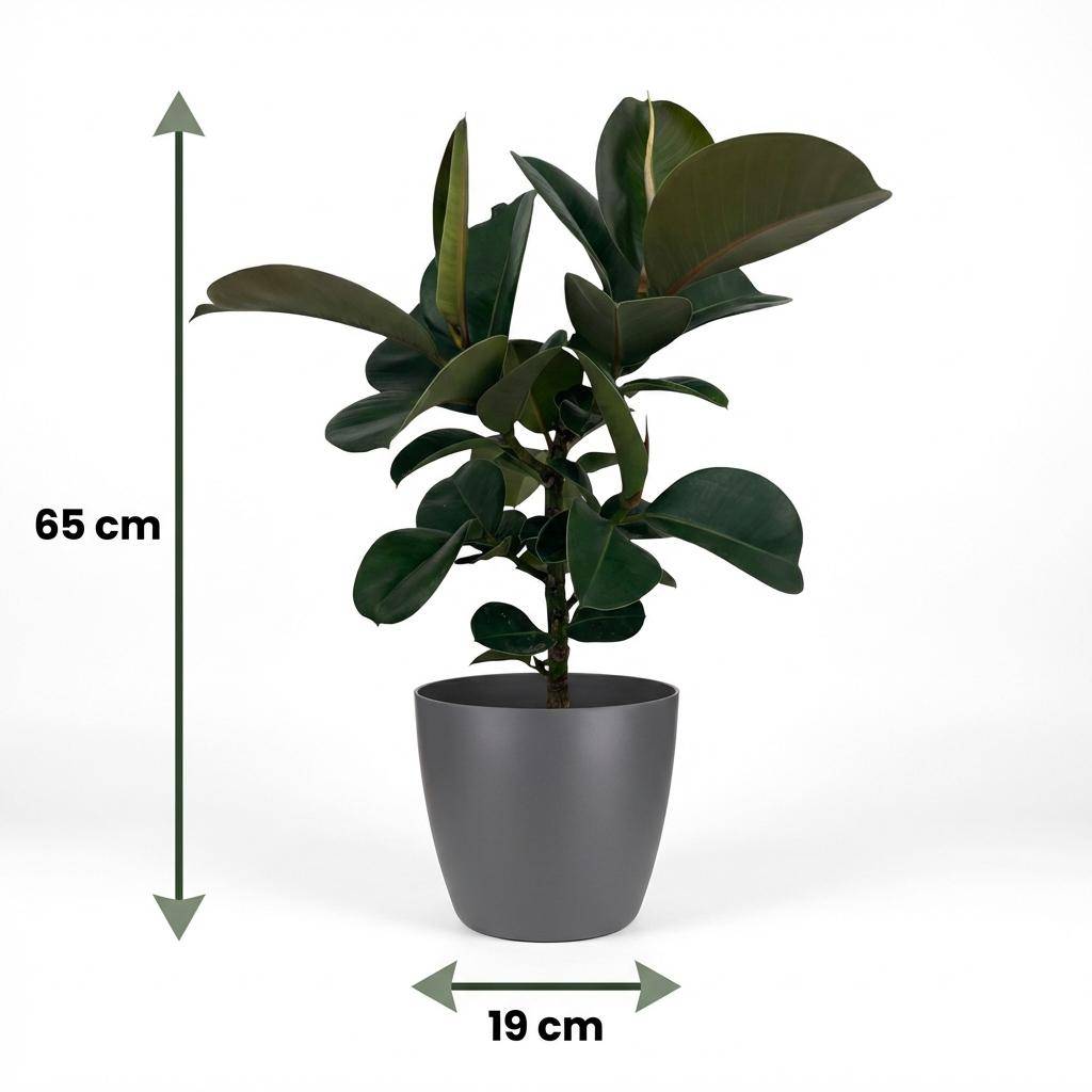Caoutchouc - Ficus Elastica Cloe - Pot de 19cm - Hauteur 65cm - Gris - Plantes d'intérieur - Image 5