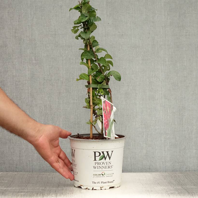 Promesse de Fleurs - Cognassier du Japon Pink Storm - Chaenomeles speciosa  Pot de 2L/3L - Image 2