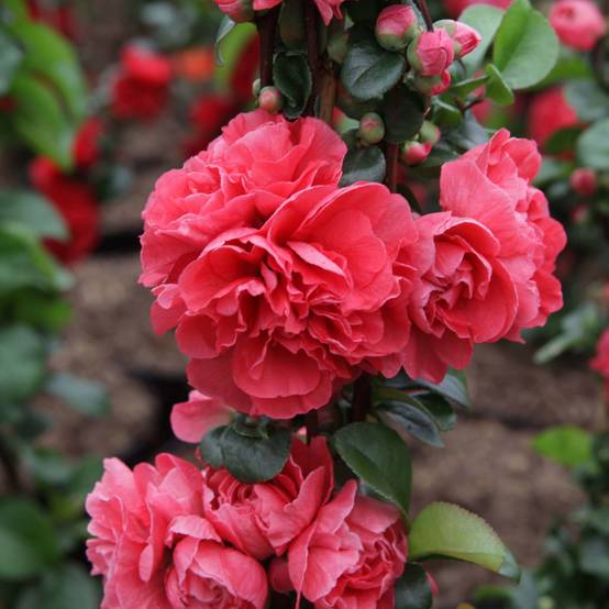 Promesse de Fleurs - Cognassier du Japon Pink Storm - Chaenomeles speciosa Pot de 2L/3L - Image 1