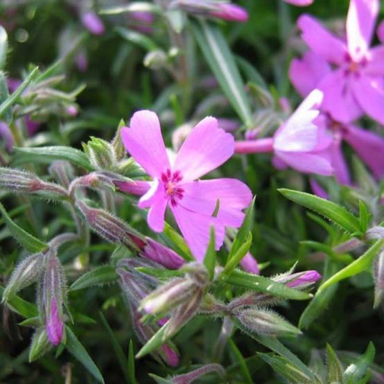 Promesse de Fleurs - Phlox mousse Moerheimii Godet de 8/9 cm