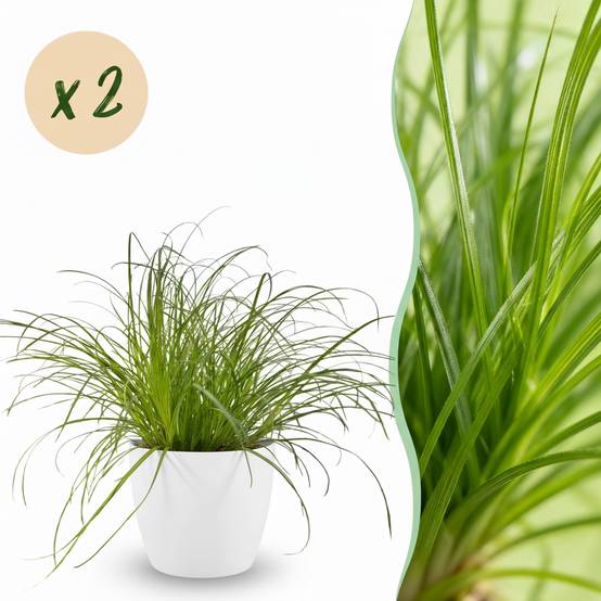 Cyperus Alternifolius Zumula - H30cm - Image 1