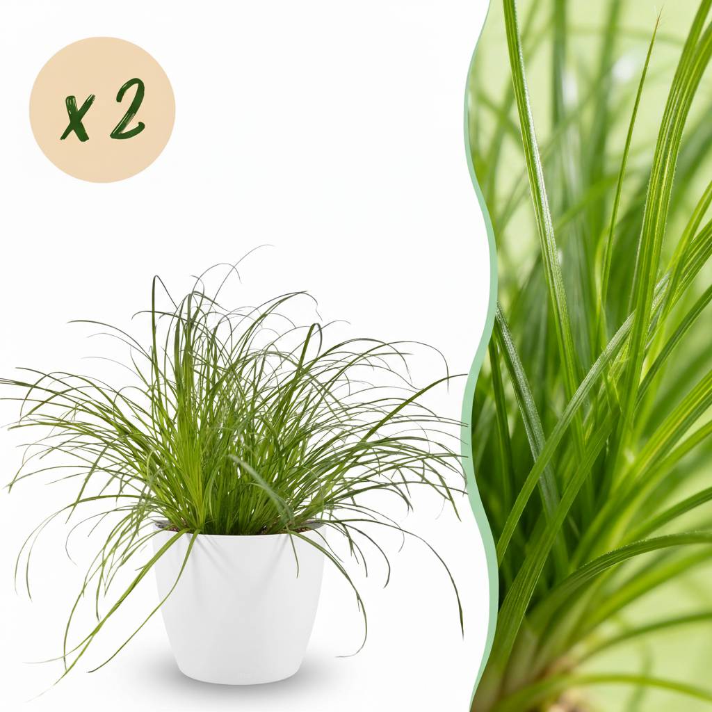 Cyperus Alternifolius Zumula - H30cm - Image 1