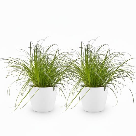 Cyperus Alternifolius Zumula - H30cm - Image 2