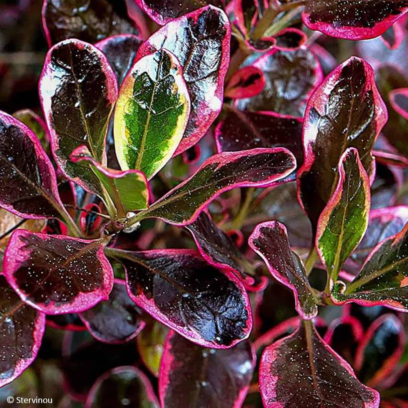 Promesse de Fleurs - Coprosma repens Eclipse Pot de 3L/4L