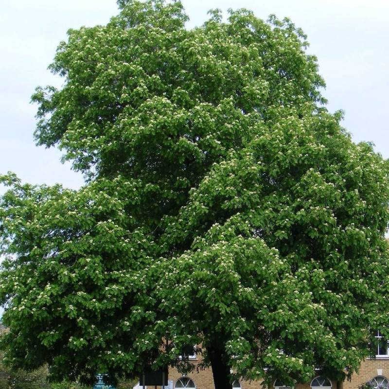 Sorbier domestique , Cormier, Sorbus - Pot de 5L - 60/100 cm - Image 1