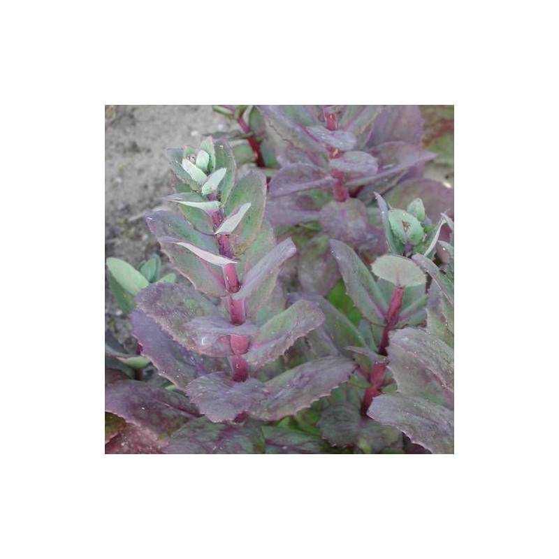 Orpin Matrona, Sedum à fleurs Rose/ - feuillage Caduc - Godet - 5/20 cm - Image 2