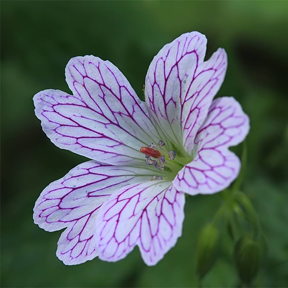 Promesse de Fleurs - Géranium vivace versicolor Pot de 2L/3L