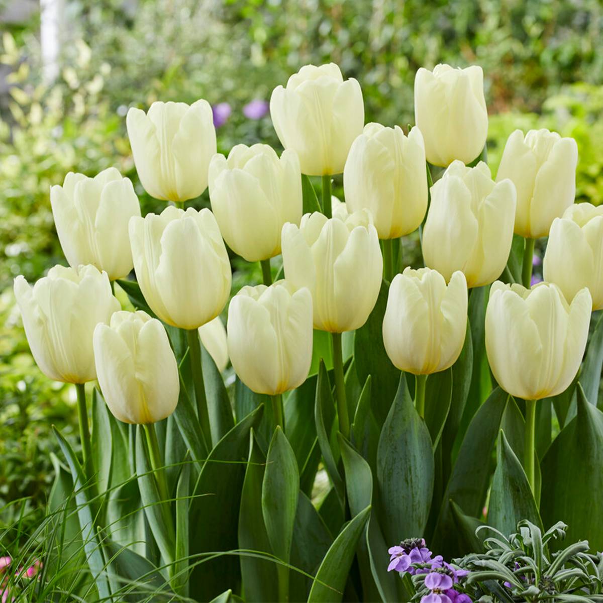Mélange de 20 - Tulipa - Bulbes de tulipes - Blanc - Bulbes à fleurs - Floraison printanière - Image 7