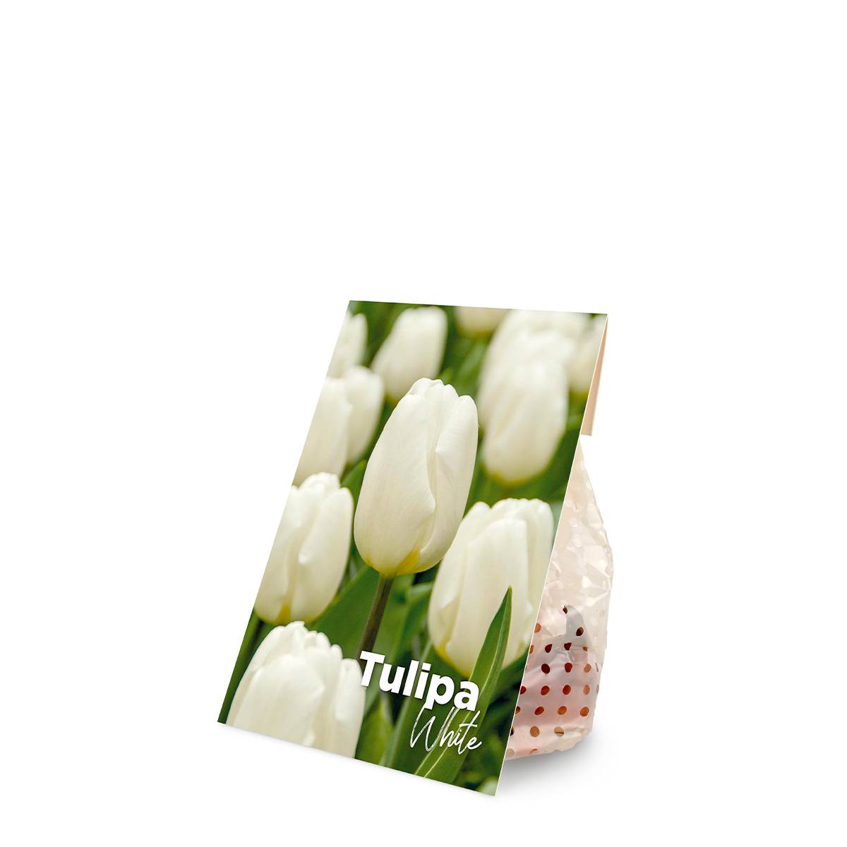 Mélange de 20 - Tulipa - Bulbes de tulipes - Blanc - Bulbes à fleurs - Floraison printanière - Image 2