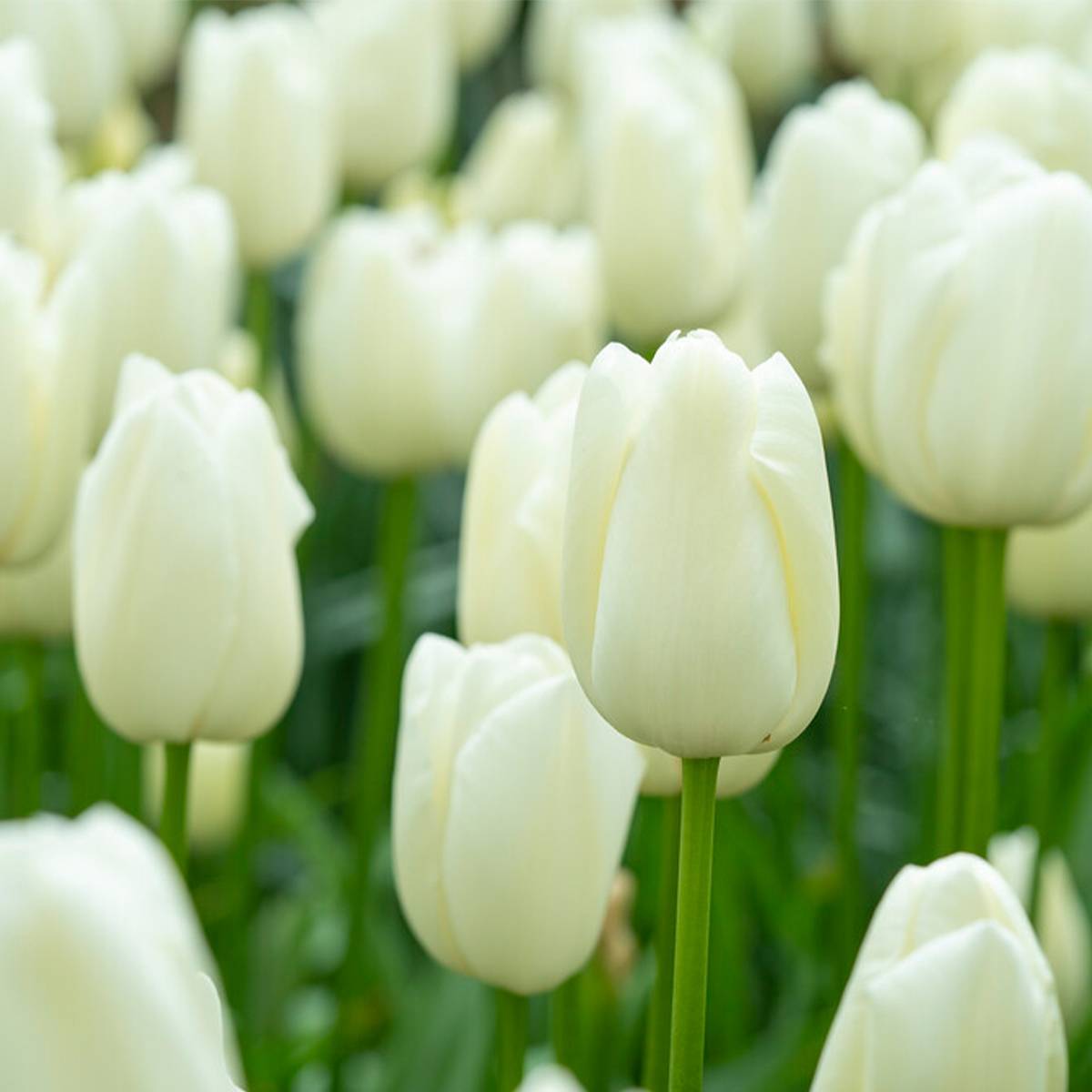 Mélange de 20 - Tulipa - Bulbes de tulipes - Blanc - Bulbes à fleurs - Floraison printanière - Image 4