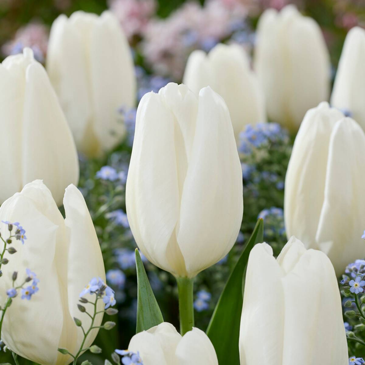 Mélange de 20 - Tulipa - Bulbes de tulipes - Blanc - Bulbes à fleurs - Floraison printanière - Image 5
