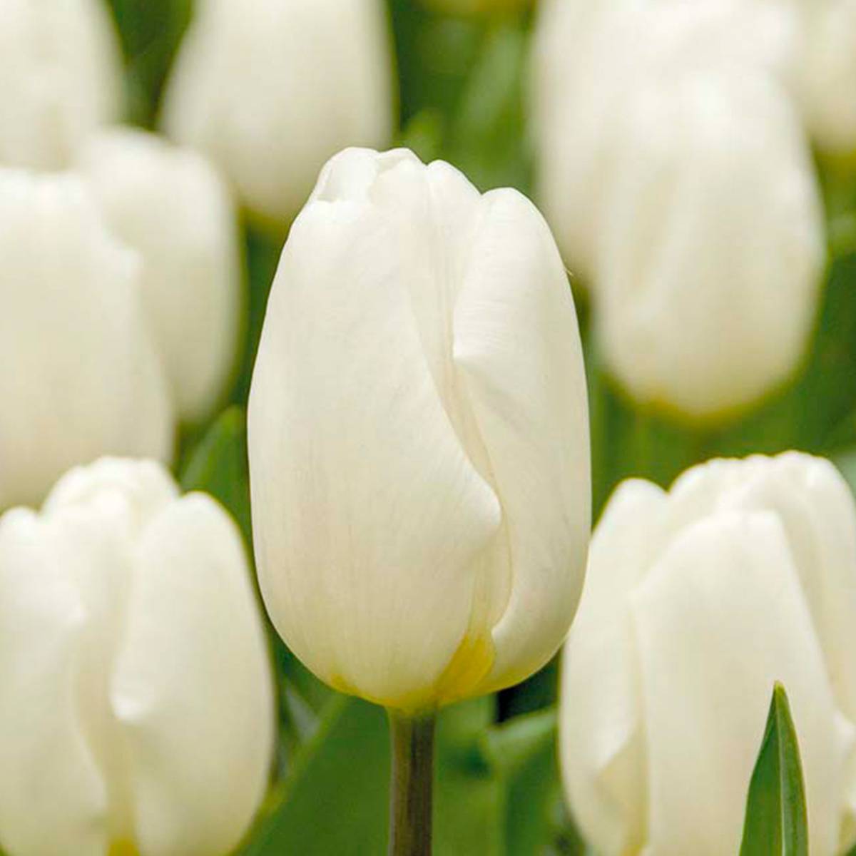 Mélange de 20 - Tulipa - Bulbes de tulipes - Blanc - Bulbes à fleurs - Floraison printanière - Image 1