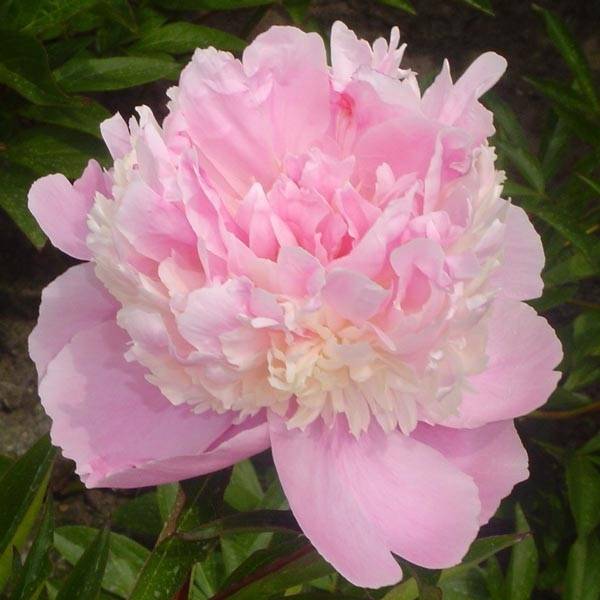 Promesse de Fleurs - Pivoine lactiflora Sorbet Souche 3/5 yeux