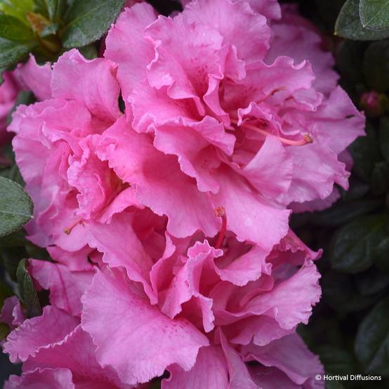 Promesse de Fleurs - Azalée hybride Repetita Pink - Azalée remontante Pot de 2L/3L
