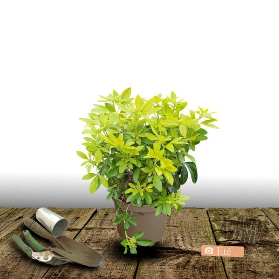 Oranger du Mexique doré Sundance® 'Lich', Choisya à fleurs Blanche/ - feuillage Persistant - Pot de 3L - 40/60 cm - Image 3