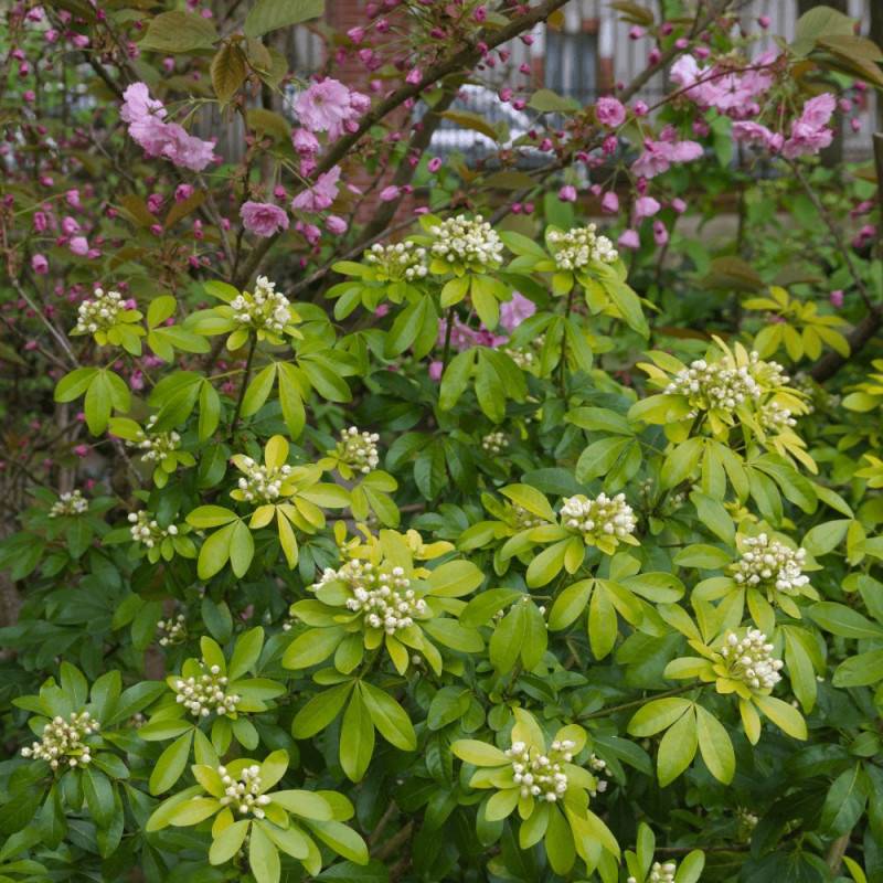 Oranger du Mexique doré Sundance® 'Lich', Choisya à fleurs Blanche/ - feuillage Persistant - Pot de 3L - 40/60 cm - Image 1