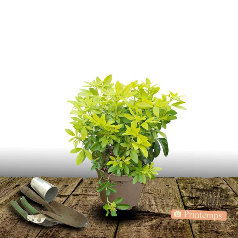 Oranger du Mexique doré Sundance® 'Lich', Choisya à fleurs Blanche - feuillage Persistant - Pot de 3L - 40/60 cm-  hauteur à maturité De 1,00 m à 1,50 - Image 5