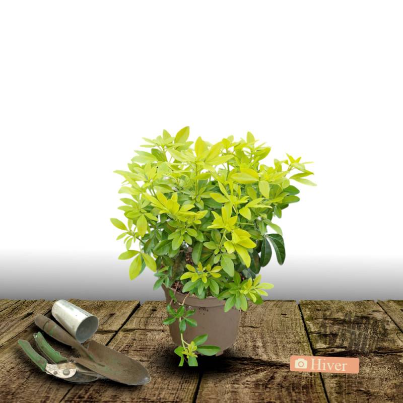 Oranger du Mexique doré Sundance® 'Lich', Choisya à fleurs Blanche/ - feuillage Persistant - Pot de 3L - 40/60 cm - Image 4