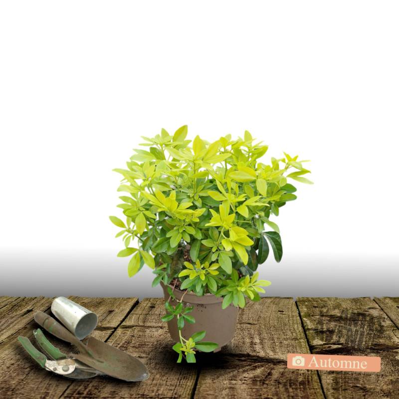Oranger du Mexique doré Sundance® 'Lich', Choisya à fleurs Blanche/ - feuillage Persistant - Pot de 3L - 40/60 cm - Image 2