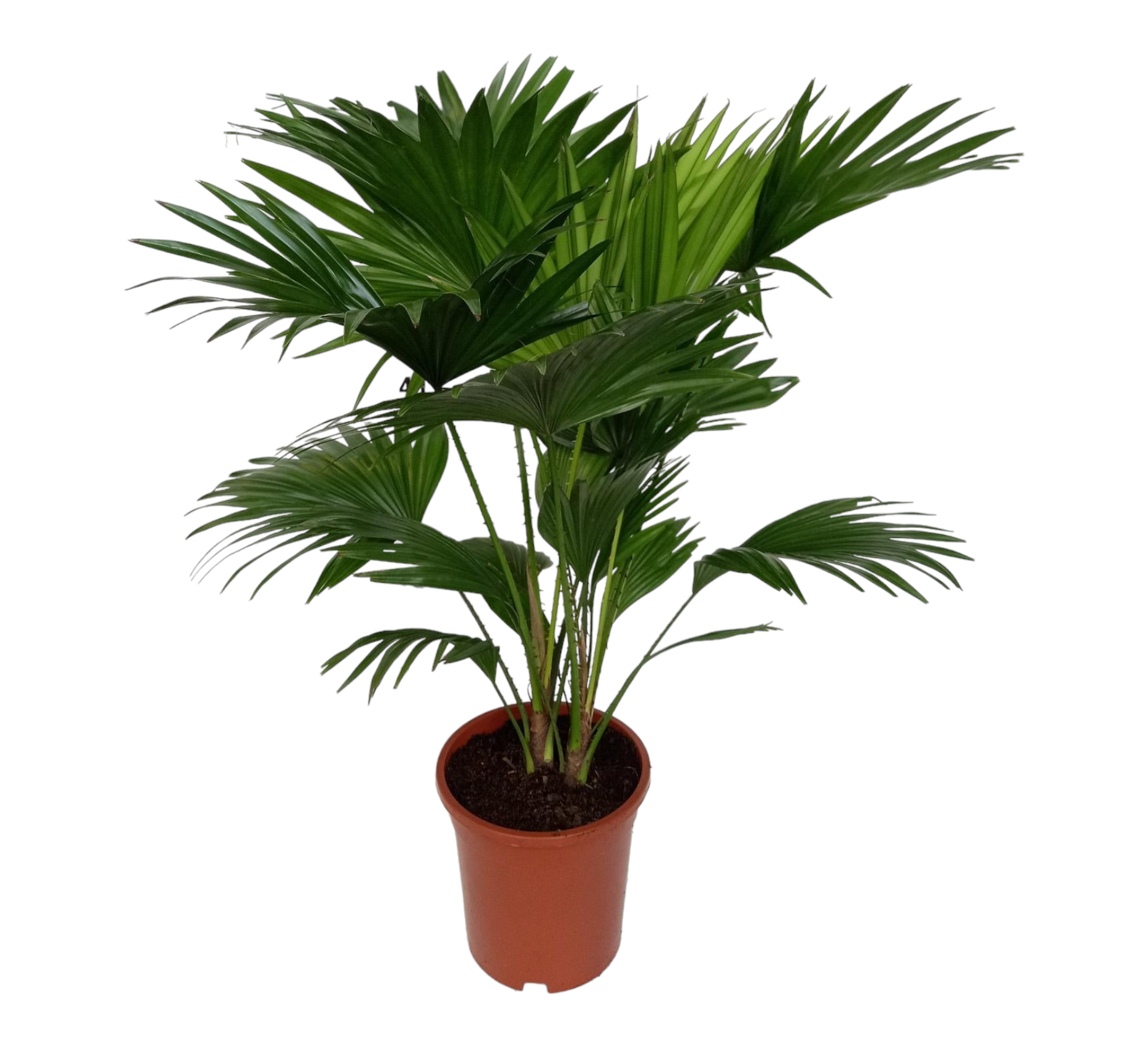 Livistona Rotundifolia h70cm 70cm - Plante d'intérieur- La Green Touch - Image 1