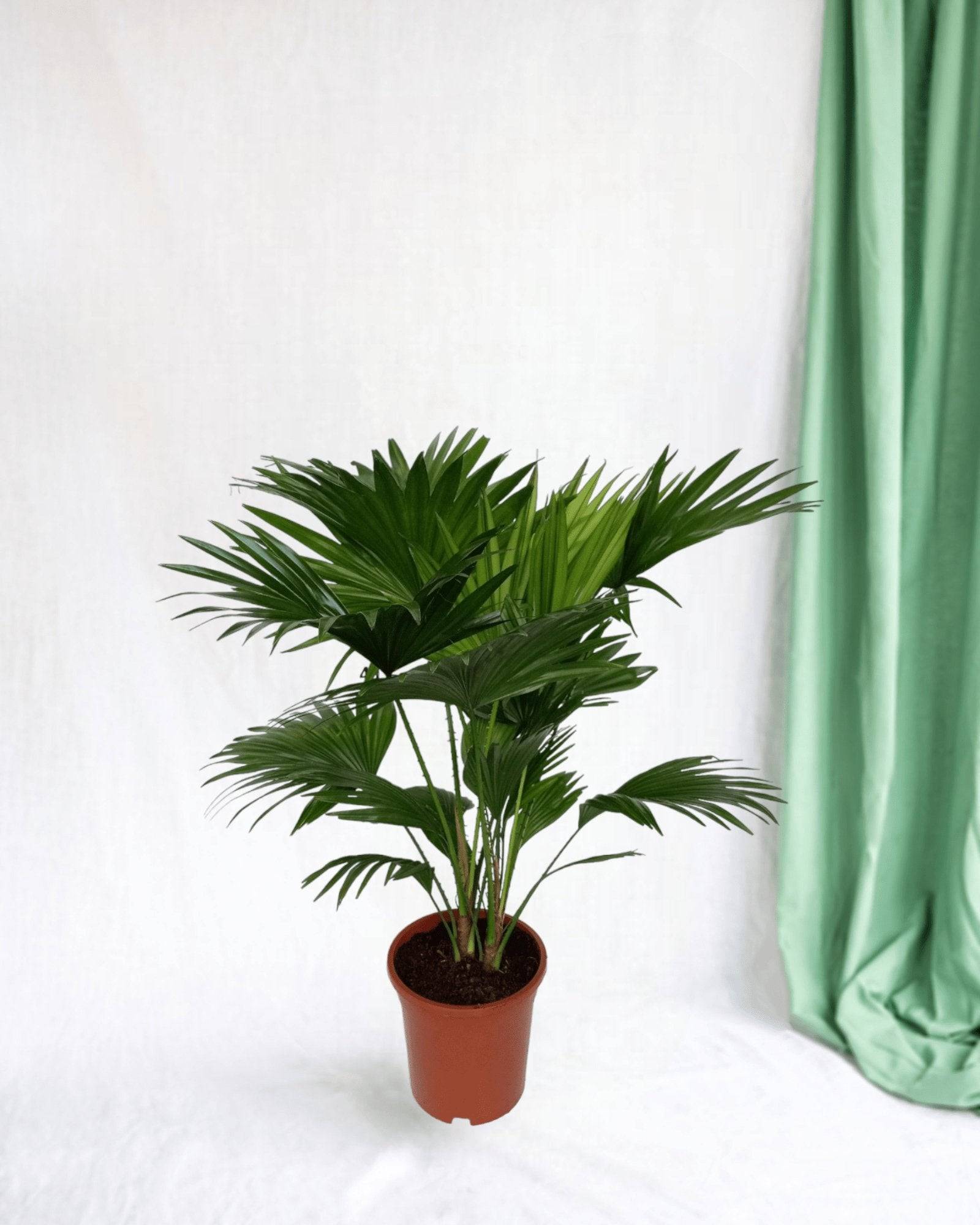 Livistona Rotundifolia h70cm 70cm - Plante d'intérieur- La Green Touch - Image 2