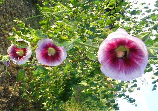 Graines de Rose trémière Crème de cassis - Alcea rosea le sachet de 20 graines environ (0.48g)