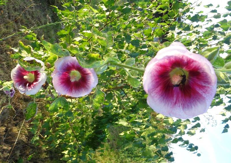 Graines de Rose trémière Crème de cassis - Alcea rosea le sachet de 20 graines environ (0.48g)