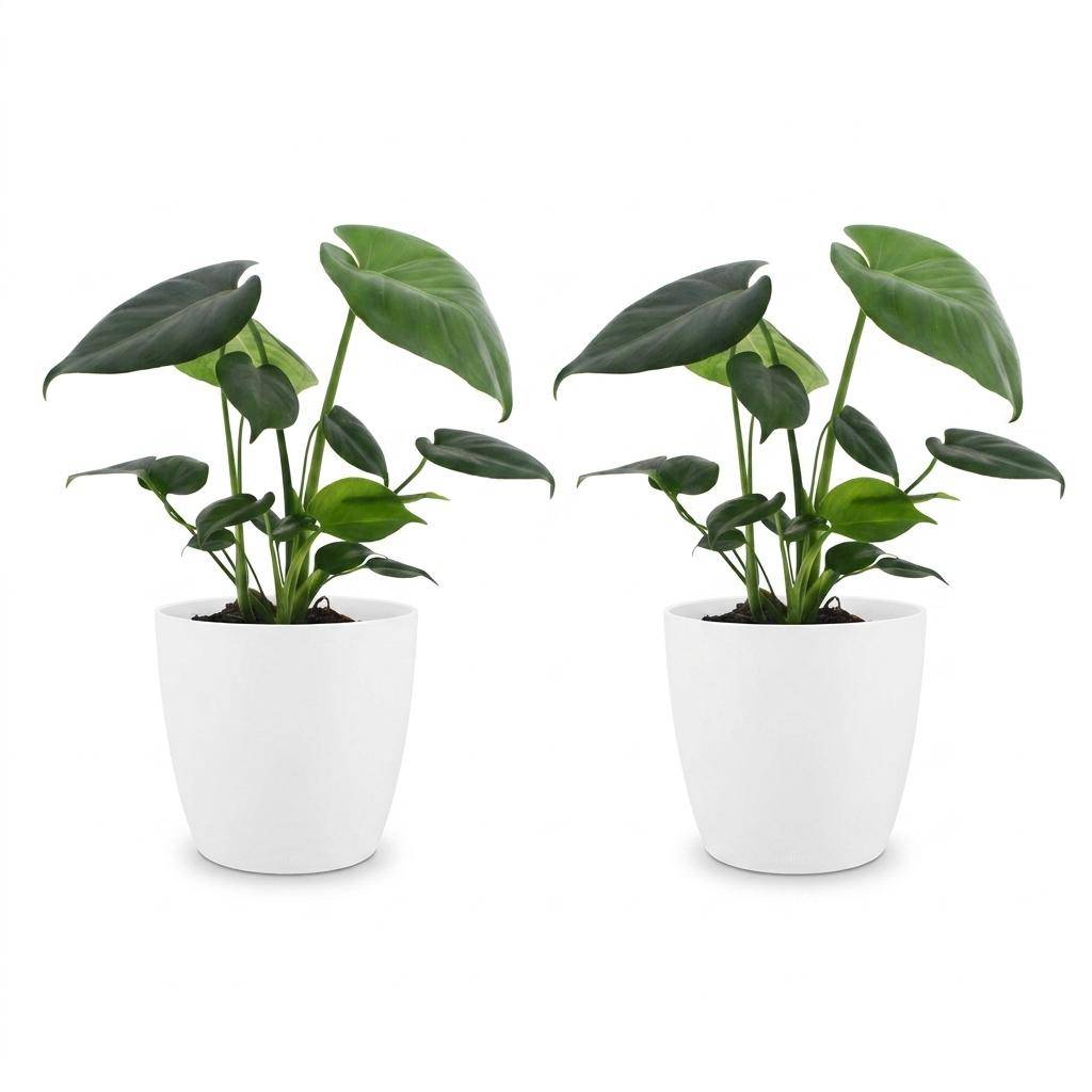 Monstera Deliciosa - Pot de 12cm - 2 plantes - Blanc - Plantes d'intérieur - Image 2