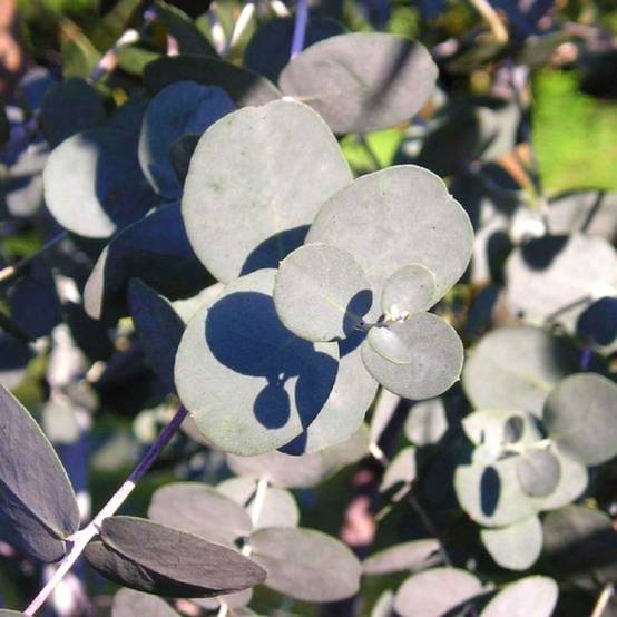 20 Eucalyptus (Eucalyptus Gunnii) - Haie de Eucalyptus - - Pépinières Naudet - Image 2