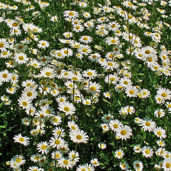 Leucanthemum vulgare - Marguerite commune. Godet de 8/9 cm